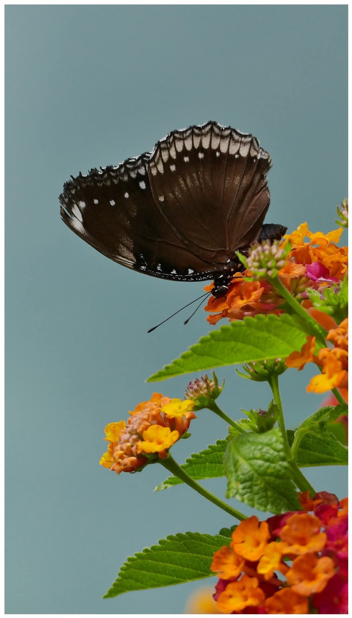 그림,  사진 - 10