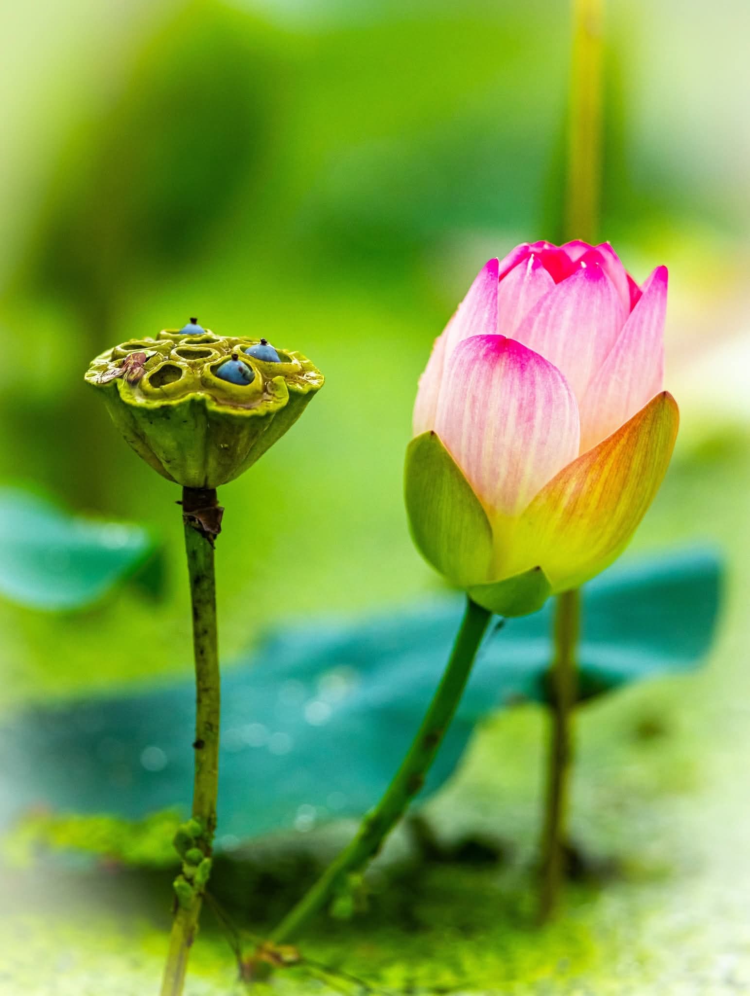 그림,  사진 - 15