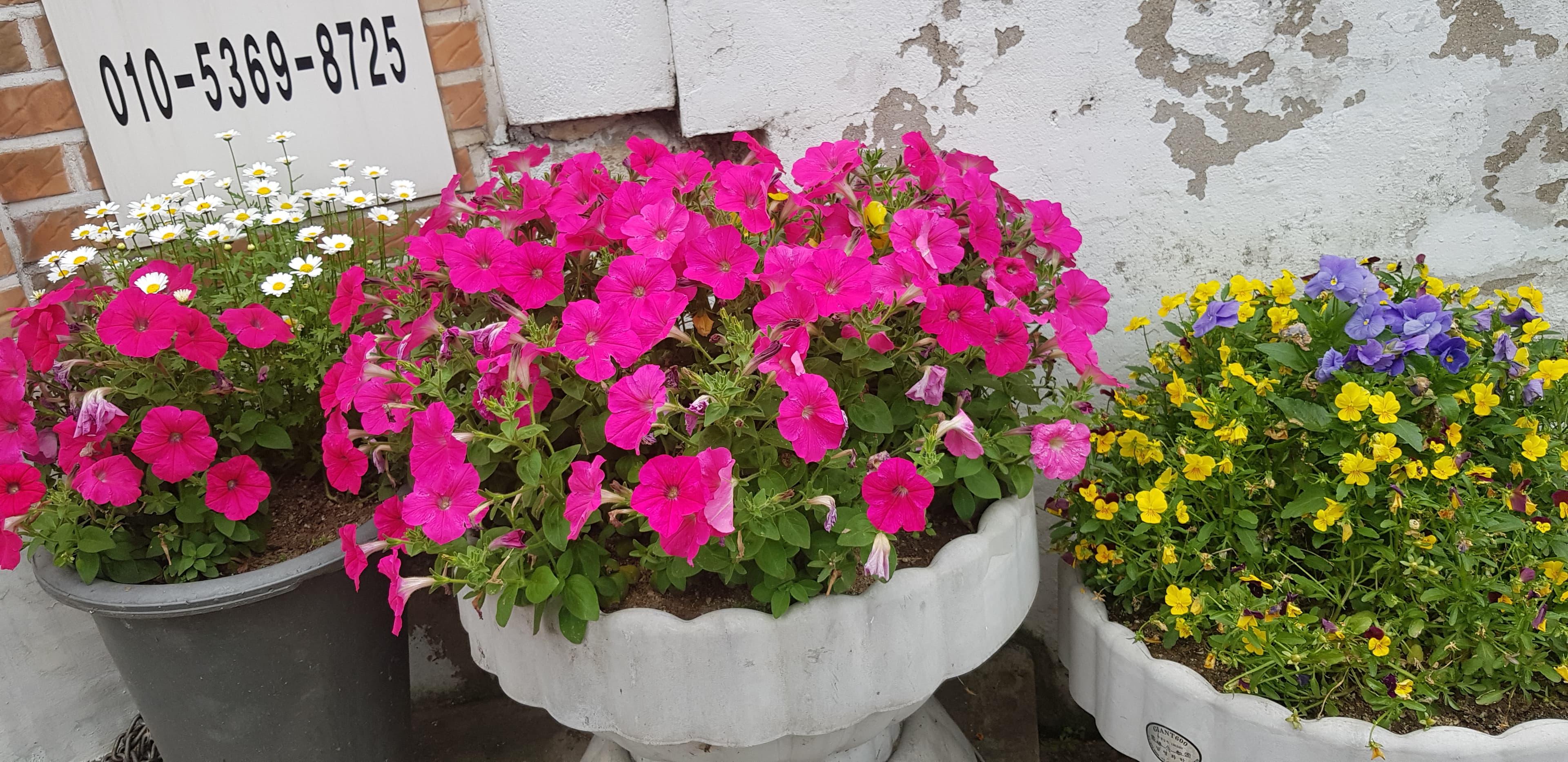 우리집 꽃밭 - 9