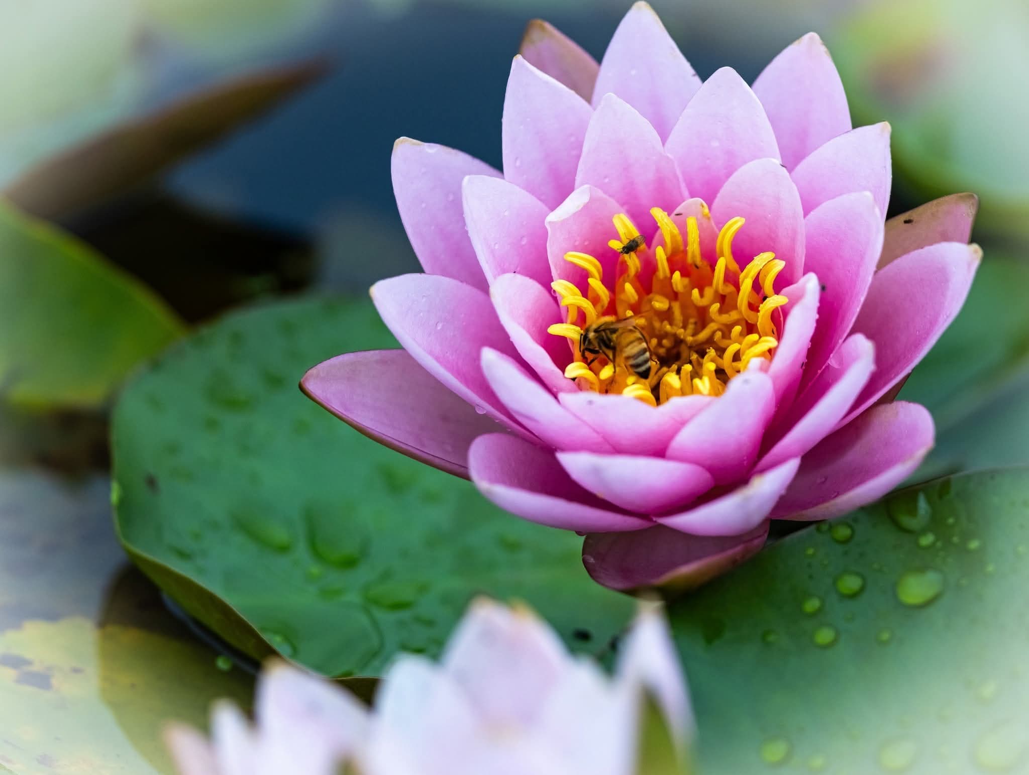 그림,  사진 - 10