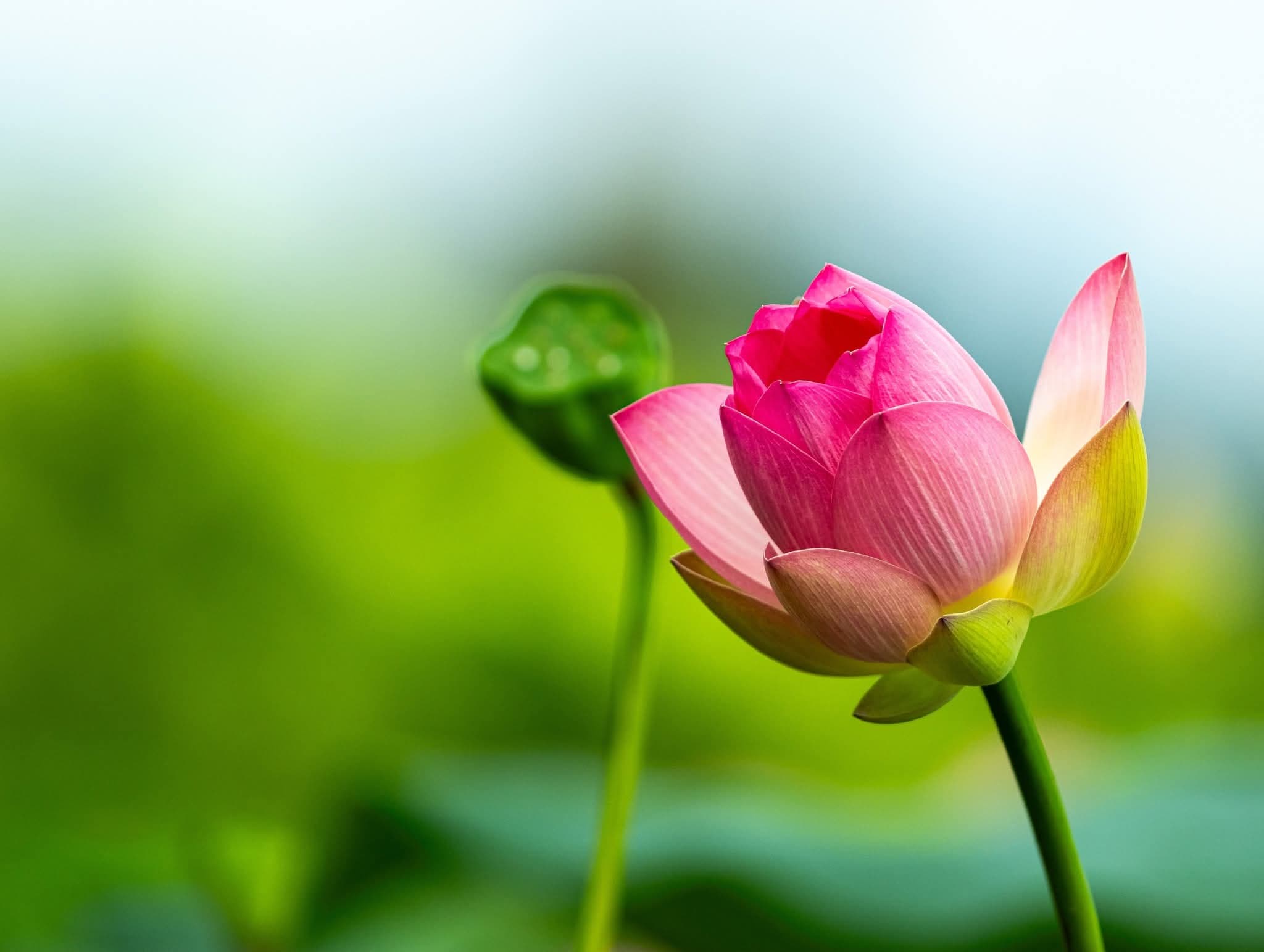 그림,  사진 - 11