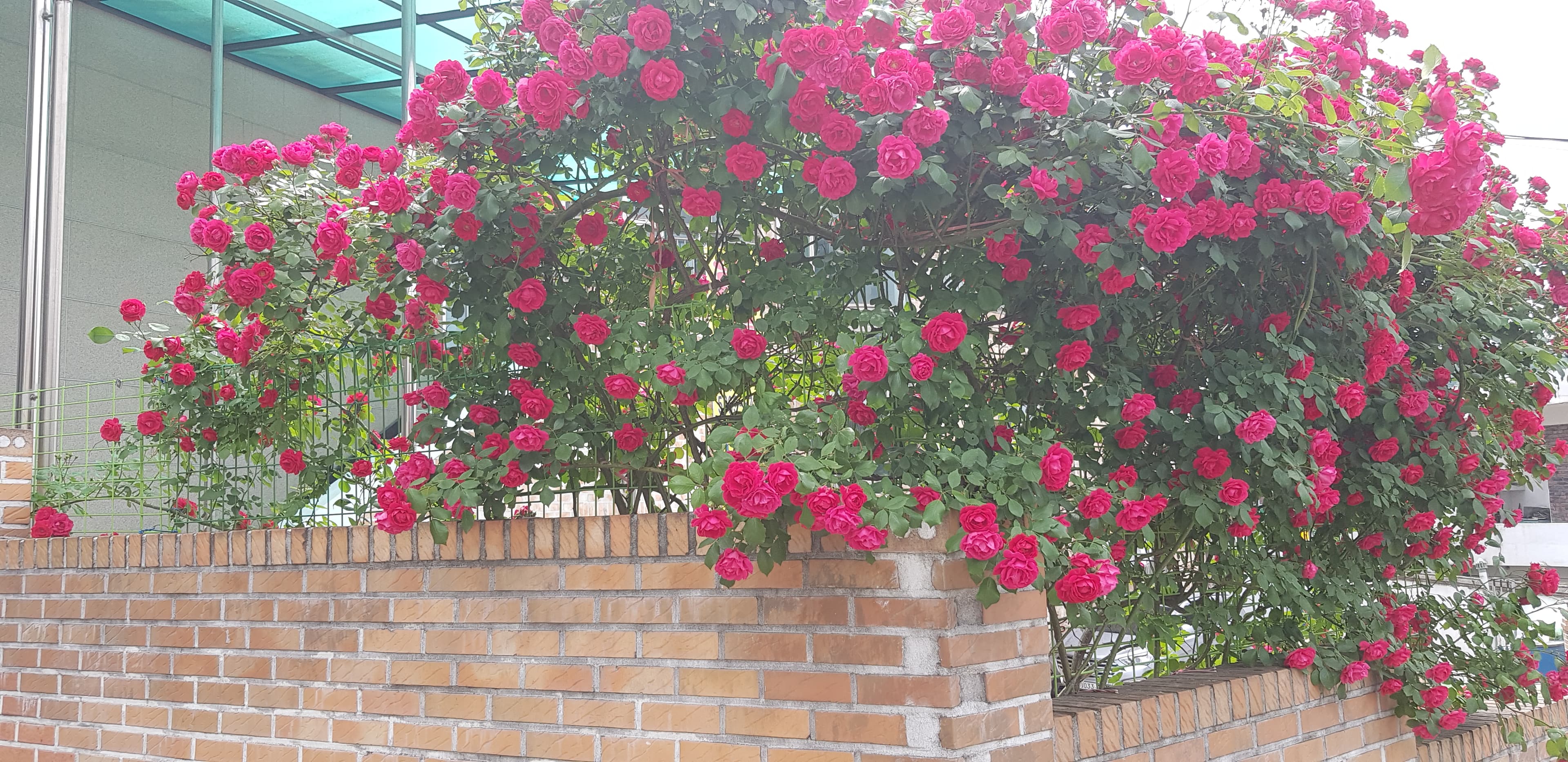 우리집 꽃밭 - 11