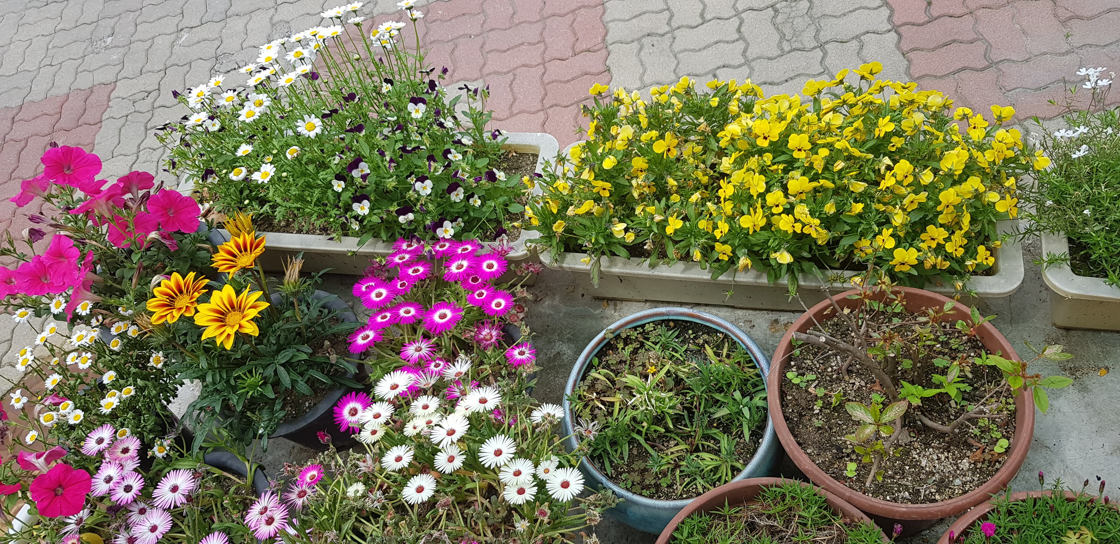 우리집 꽃밭 - 5