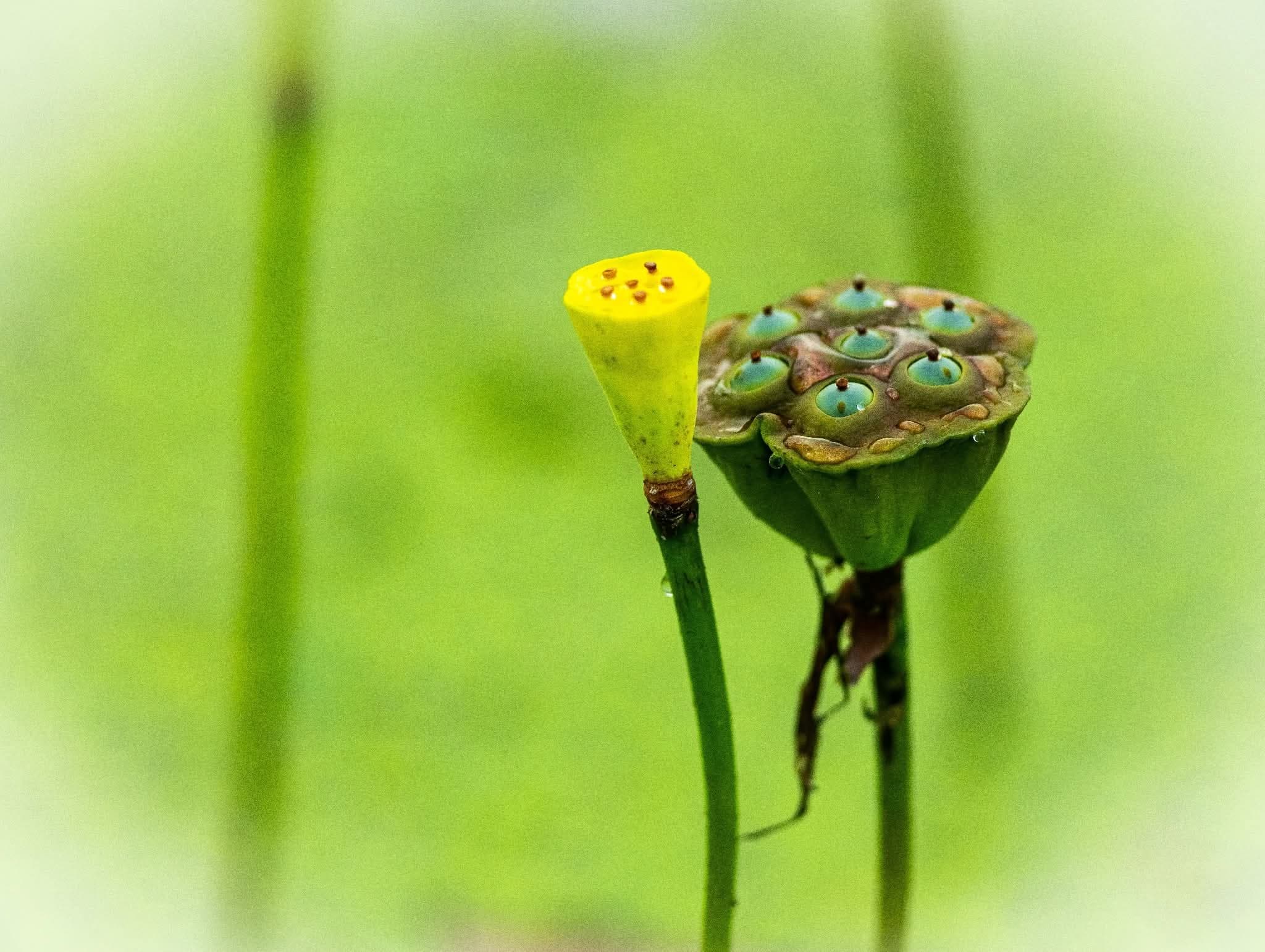 그림,  사진 - 14