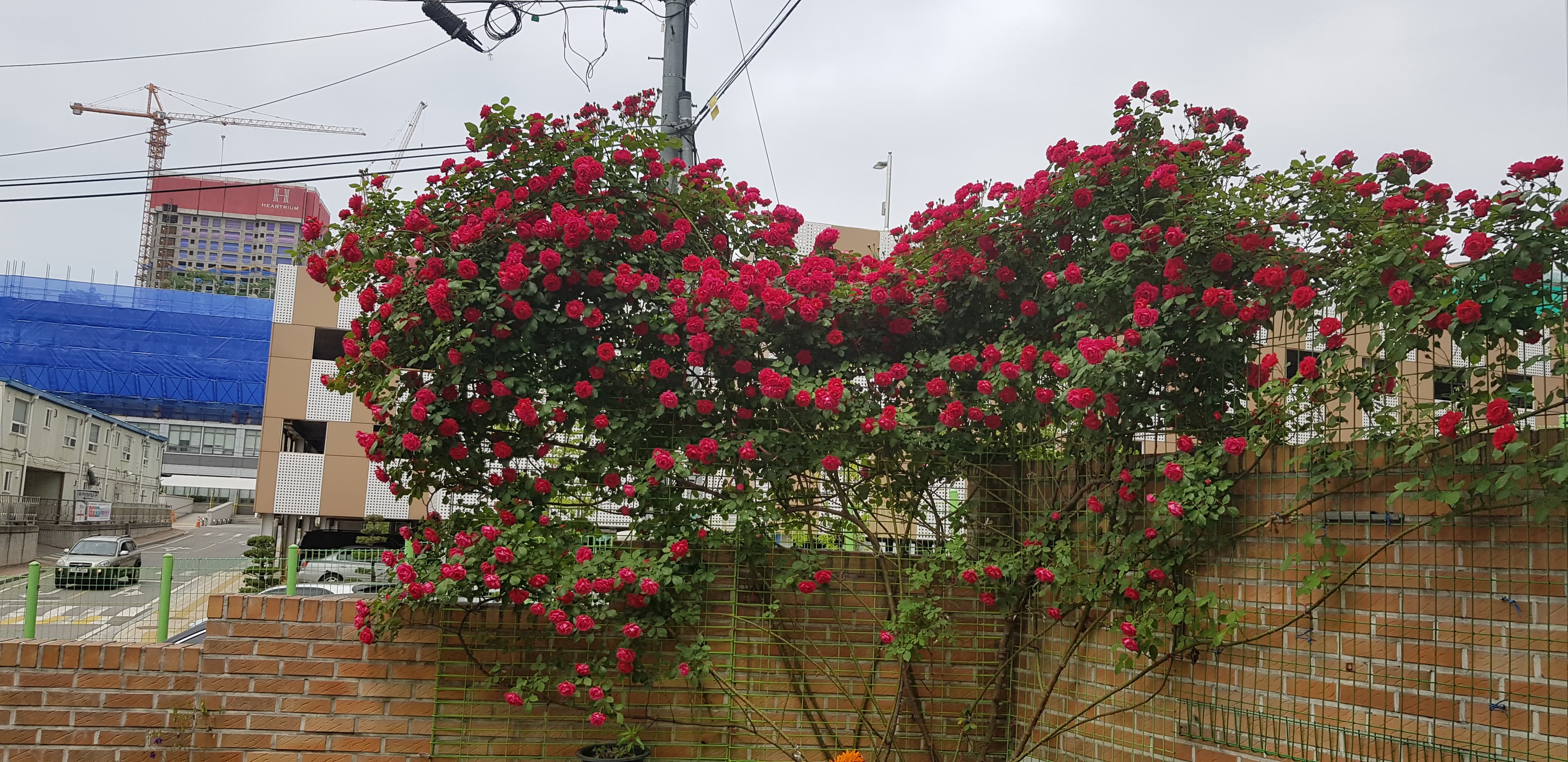 우리집 꽃밭 - 7