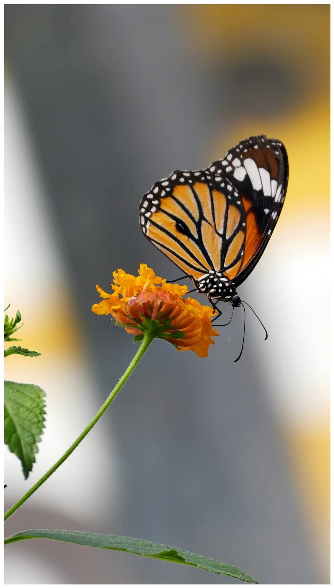 그림,  사진 - 12