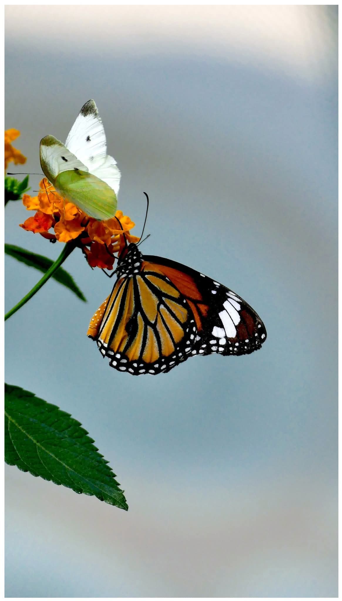 그림,  사진 - 13