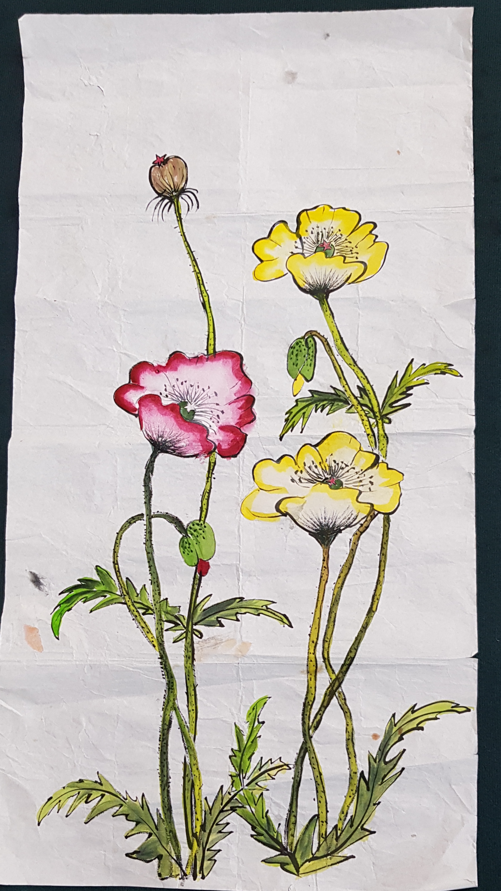 양귀비(교재용)